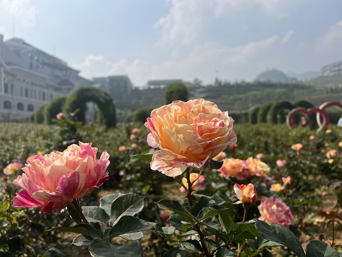 Sun World Fansipan Legend được phủ trong sắc hoa hồng rực rỡ