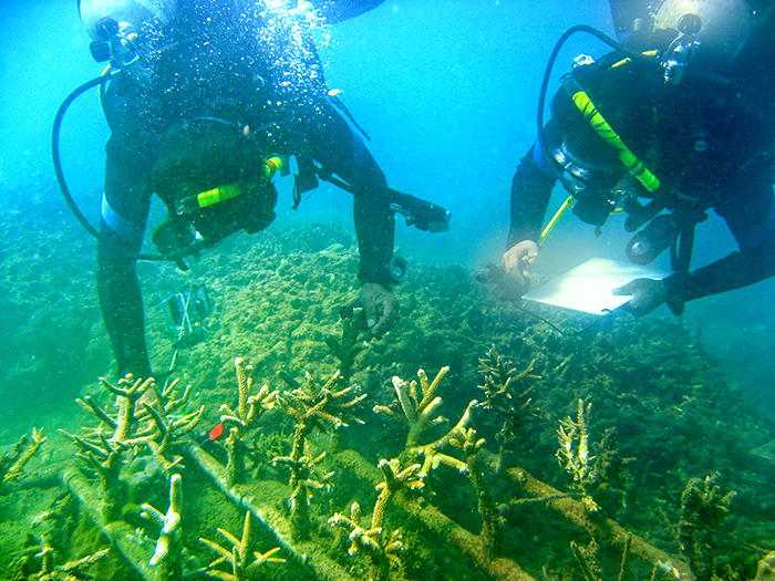 Nuôi cấy và bảo tồn rạn san hô. Ảnh: Đỗ Tuấn Ngọc